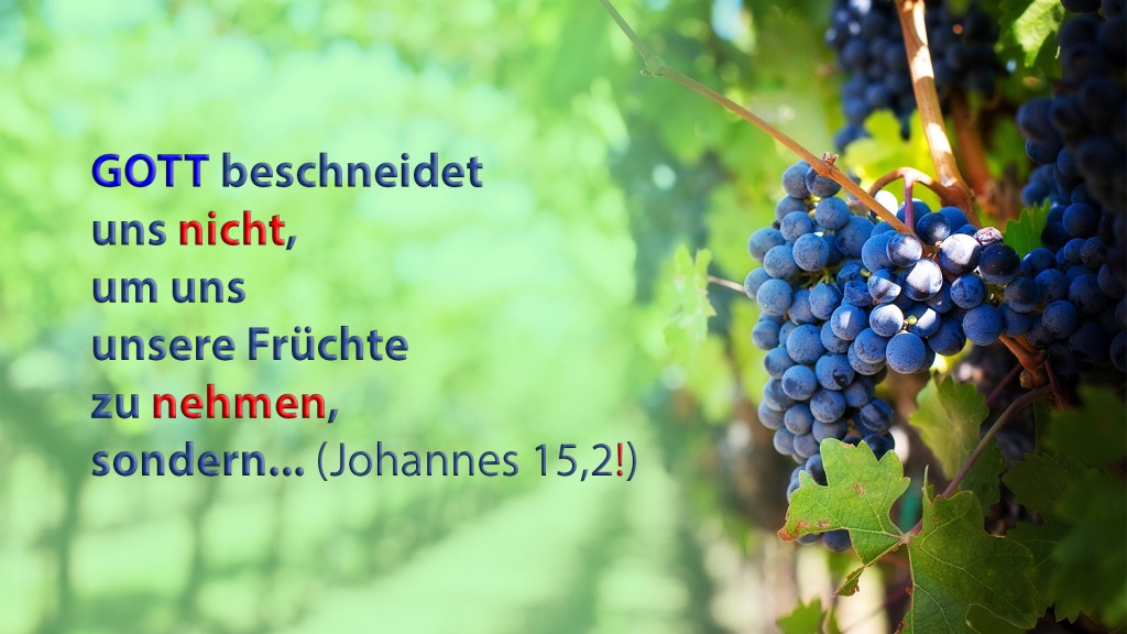 GOTT beschneidet
uns nicht,
um uns
unsere Früchte
zu nehmen,
sondern... (Johannes 15,2!)